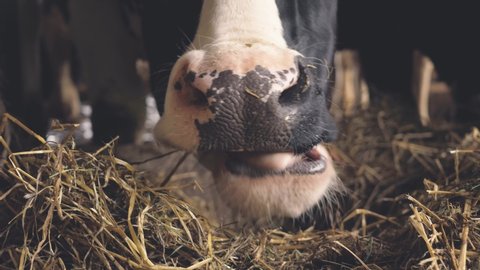 a close-up of a cow nose