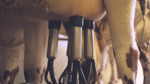 milking cows with a milking machine