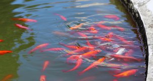 Many Goldfish And Koi Carp In A Old Round Pond. Close Up View - DCi 4K Video