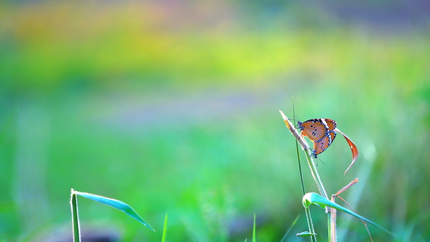 Orange butterfly breeding on green grass field, beautiful buttefly on windy and blurred nature view, copy space on background, it catching on top stem grass, morning outdoor relaxing time on summer