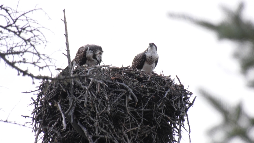 osprey food