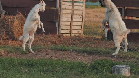Two white goat kids are fighting just for play in a farm, it's call butting.