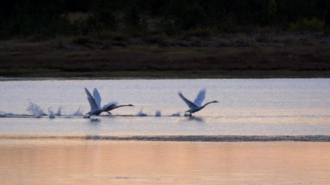 Swans take off from the lake water surface after sunset. Slow motion