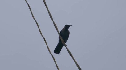 Cochin, India Dec 13 2018 
Low angle view of bird perching on cable against cloudy sky