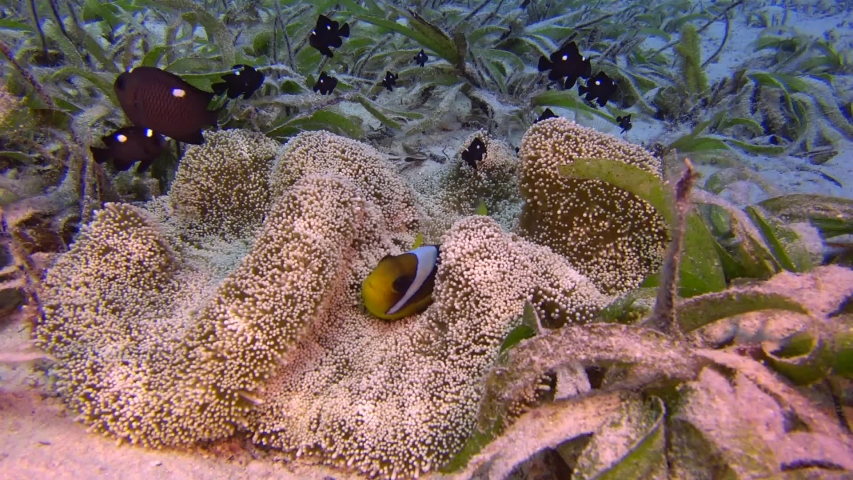 Small amphiprion and sea anemone | Shutterstock HD Video #1038552257