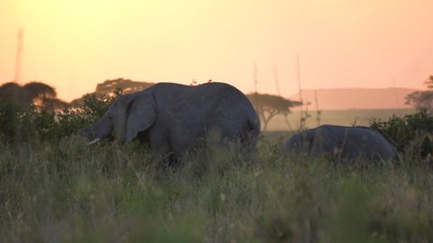 Elephant in Natural Environment Slowmotion, Animal Eating Leaves and Grass in Savanna of Tanzania National Park