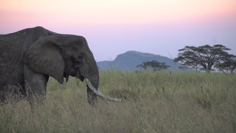 Elephant in Natural Environment. Animal Eating Grass in Savanna of National Park in Tanzania