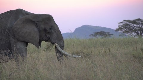 Elephant Close Up, Eating Grass and Looking At Camera. Tanzania Tarangire National Park, Animal in Natural Environment