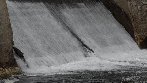 Salmon migrating river back to spawning grounds and jumping over dam