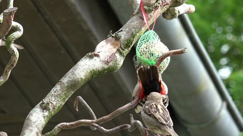 Great Spotted Woodpecker eat bird seed