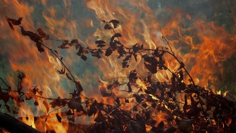 Large Bonfire Of Dry Branches In Evening Forest. Fire Brightly Burning In Nature Leaves And Ashes Fly Apart. Fire Spreads And Burns Trees Ecological Disaster Fierce Flame Save Nature Planet Concept
