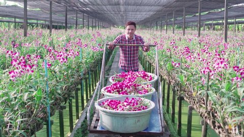 Asian farmer man harvest full of flowers and delivering in orchid farm, Agriculture and Farming plantation small business concept, 4K