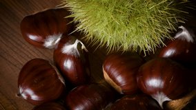 sweet chestnut with calybium rotates on wood, Castanea sativa fall food. Typical autumnal fresh fruit rotates on wooden background, close-up of forest harvest. 4K UHD Video.