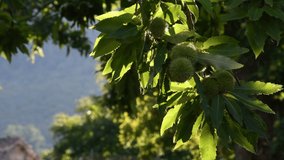 chestnuts fruits on the branches moving in the wind in a beautiful chestnut forest in Tuscany during the autumn season before the harvest. Italy. 4K UHD Video.