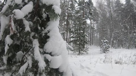 Snow covered winter forest. There is heavy snow and large snowdrifts around. Snow in large parts effectively showered from the branches of a Christmas tree

