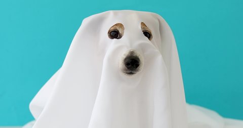 Dog sit as a ghost scary and spooky blue background