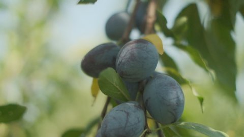 Plums grow in countryside orchard on sunny summer day