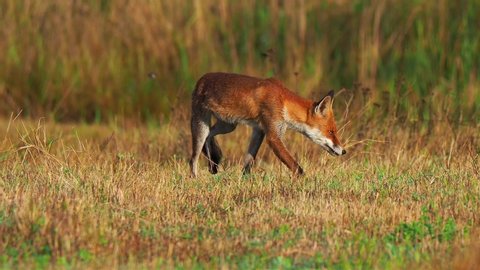 Close Up of red fox walking on the meadow at early morning