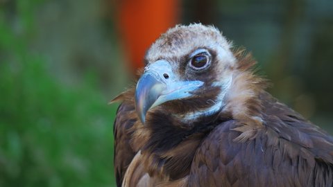 Cinereous vulture (Aegypius monachus) in the zoo or in a nature park. Close up portrait. Stockvideo