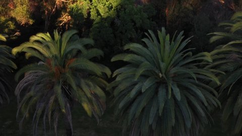 Drone shot of multiple palm trees panning left during golden sunset hour in Los Angeles, California park.