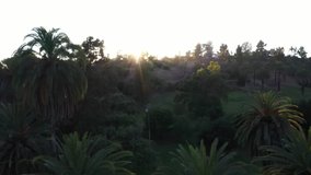 Drone shot panning left of palm trees during golden sunset hour in Los Angeles, California park then rotating right revealing picnic area, sidewalk, and vehicles in parking lot.