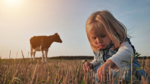 A little girl sits in a field against the backdrop of a lonely cow.