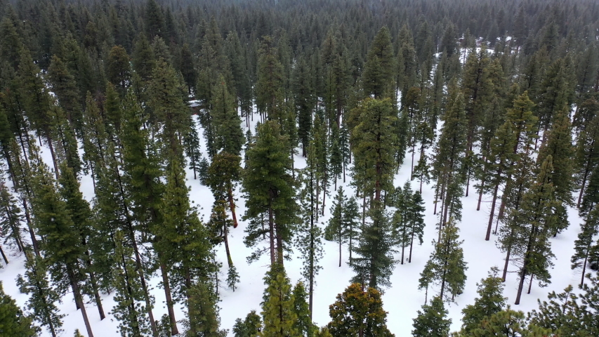 Tops of pine trees filmed with a aerial drone in a cold dark moody Lake Tahoe village. Winter in full effect and you can see mainly a contrast between the white snow and the green pine trees.