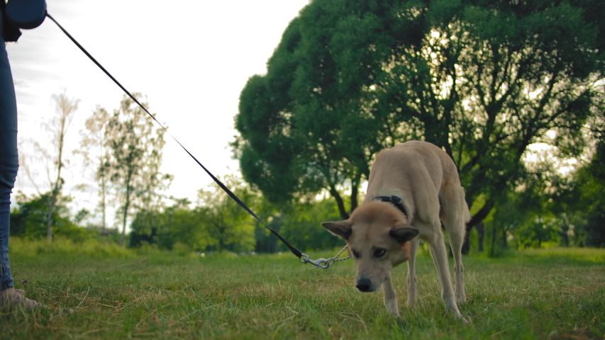 Dog on the leash walking on the grass and sniffing something. Outbred dog for a walk in a summer park near a large green tree.