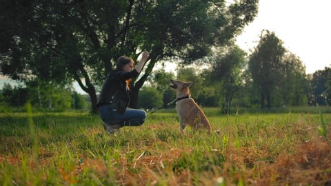 A young girl is training her outbred dog in a park. She gives him some food and he puts her noodles on her knee. Obedient dog concept. Evening at sunset park.の動画素材