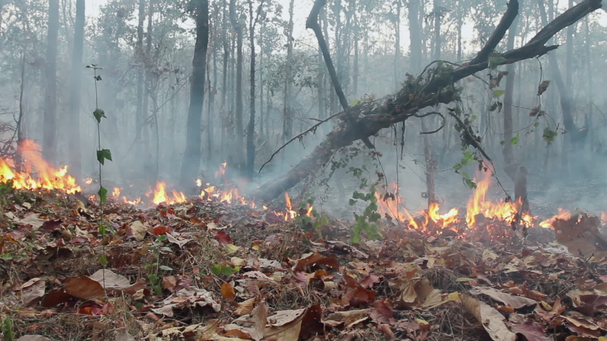 Amazon rain forest fire disaster is burning  | Shutterstock HD Video #1038600866