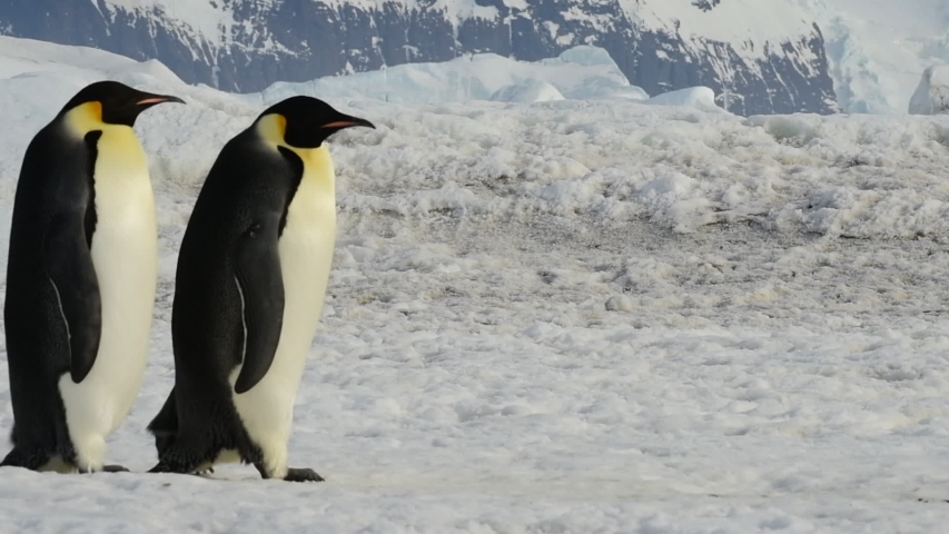 Emperor Penguins at Snow Hill Antarctica 2018 Royalty-Free Stock Footage #1038610766