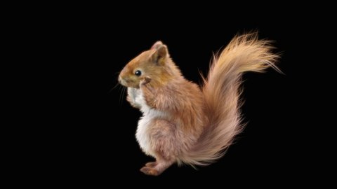 squirrel Dance CG fur 3d rendering animal realistic CGI VFX Animation Loop  composition 3d mapping cartoon 