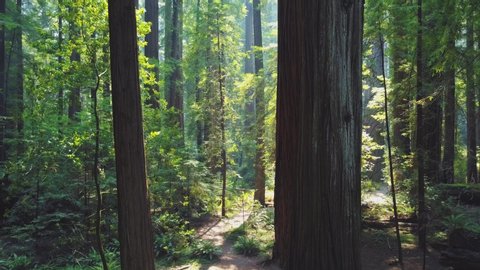 Moving through a lush and beautiful redwood forest. 