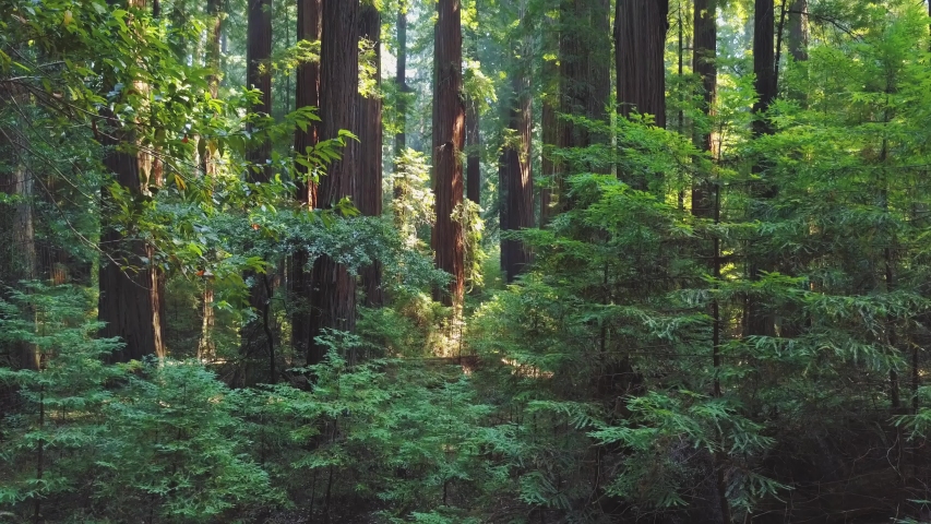 Moving through a lush and beautiful redwood forest.  Royalty-Free Stock Footage #1038617426