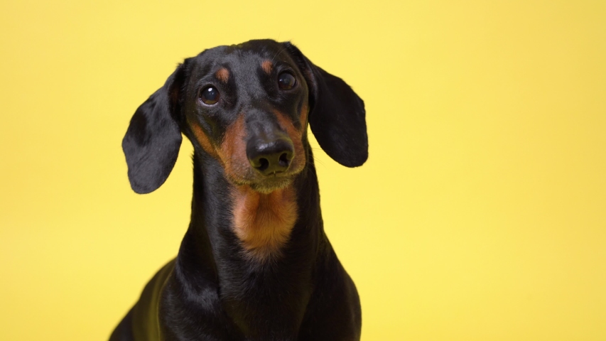 Cute dog Dachshund with blue tooth brush in the teeth isolated on yellow background | Shutterstock HD Video #1038619601