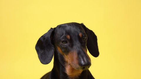  portrait dachshund dog , black and tan, looking at the camera, isolated on yellow background. Kind cute clever dog.
