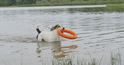 Small dog breed Jack Russell Terrier out of the water with a toy 스톡 비디오