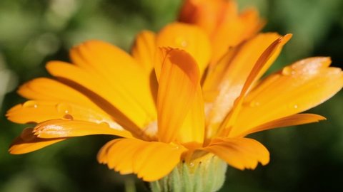 calendula cuddled petals with droplets after rain swing in the wind lit by the sun