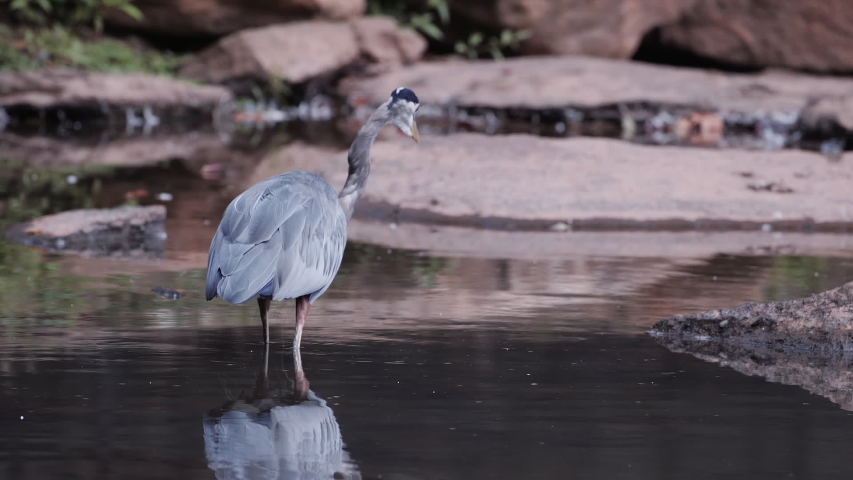 Backside of grey heron standing in a stream. Closeup. 