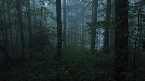 epic flight between trees in the foggy forest. 4k aerial in the misty forest. drone flying through the forest in autumn. flight through smoke from wildfire. deforestation concept