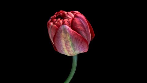 Timelapse Of Violet Tulip Flower の動画素材 ロイヤリティフリー Shutterstock
