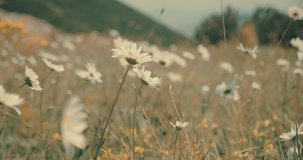 Green field, meadow, grass, chamomile, summer, 4K slow motion video
