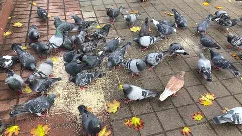 A flock of pigeons in the park eat grain. Tourists feed the birds. Large group of pigeons walking and bobbing their heads and pecking at the ground looking for food