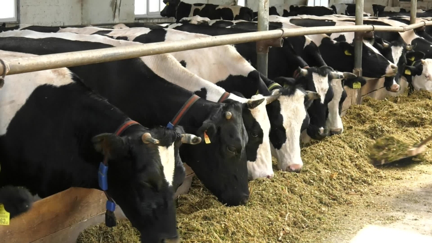 Modern Farm Cowshed With Milking Stock Footage Video 100 Royalty Free 1038628151 Shutterstock