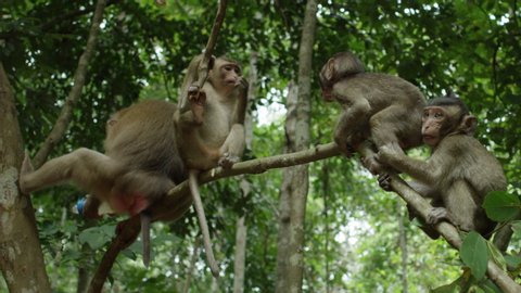 Family of Monkeys Playing on Branches of Tree in Cambodia. Slow Motion Shot on Red Epic Helium 8K	