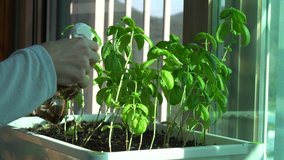Part Three of Three. Close up shot of young female model's hand spraying water on her basil plants. She is in morning window light and carefully spraying the water on the healthy plants - Powered by Shutterstock - Get 15% off with code: PIKWIZARD15
