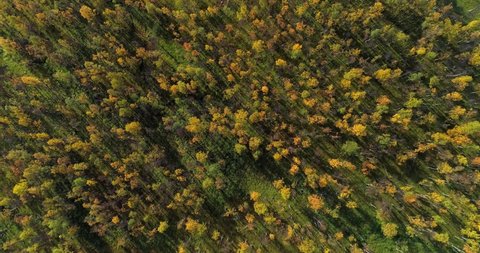 Fall color forest, Aerial, top down, drone shot, tracking over golden, orange colored birch tree forrest, on a partly sunny autumn day, in Troms, Norway