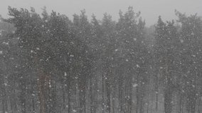 Winter forest during a snowfall, slow motion