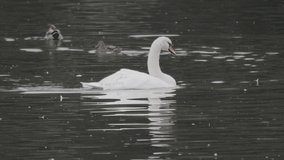 White swans swim on the lake in autumn