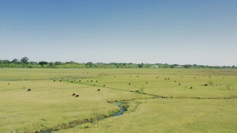 Cows herding, next to a stream, grazing on a green field in spring. Near to a river. At Argentina, Latin America. 
4K Aerial Drone Flying